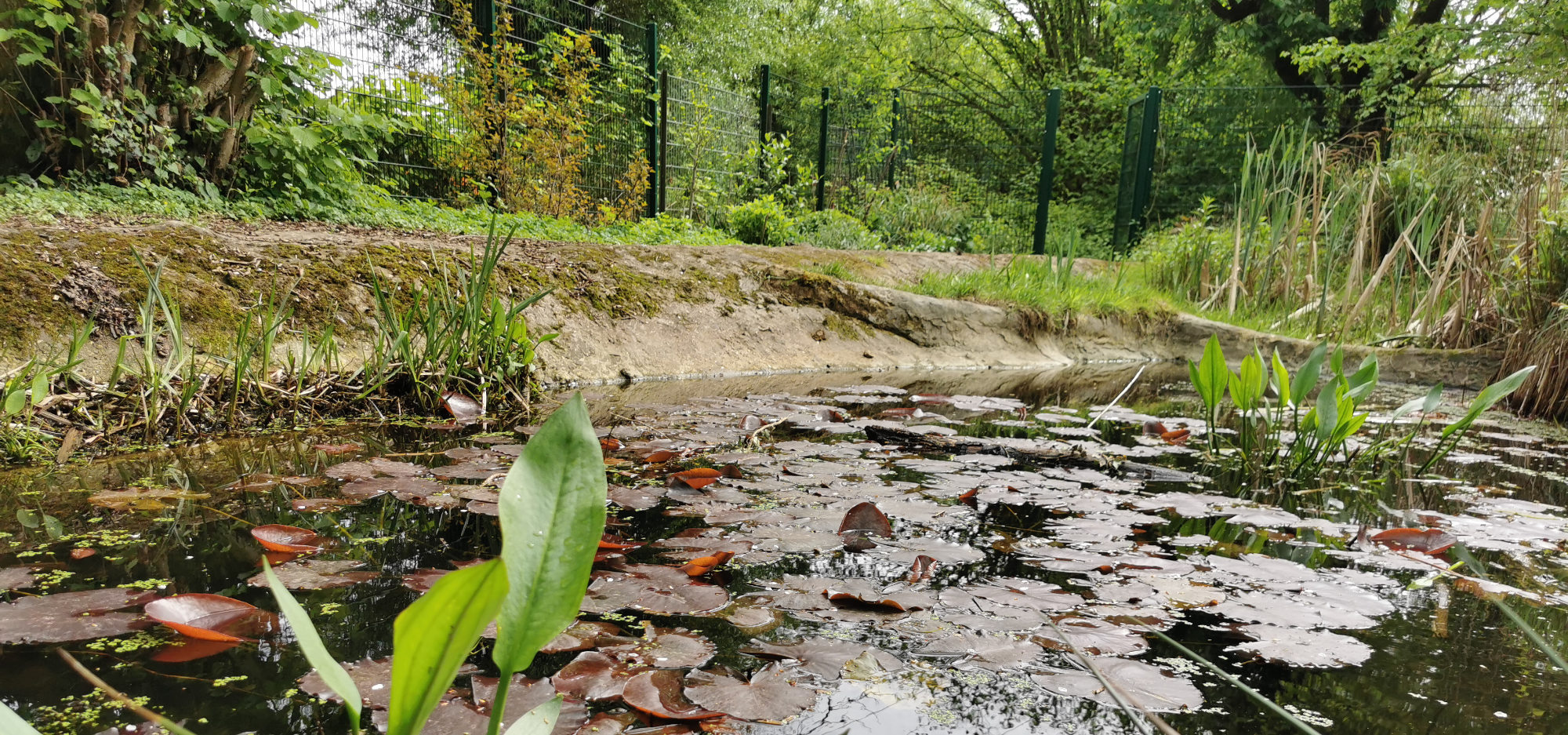 GEHW Schulgarten Teich